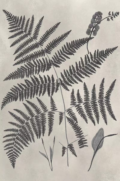 Botanical Illustrations: Vintage Fern Study IV by Vision Studio
