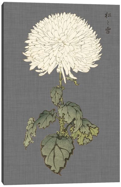Dramatic Ivory Mums I Canvas Art Print - Chrysanthemum Art