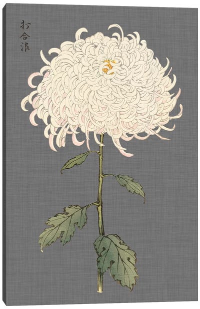 Dramatic Ivory Mums II Canvas Art Print - Chrysanthemum Art