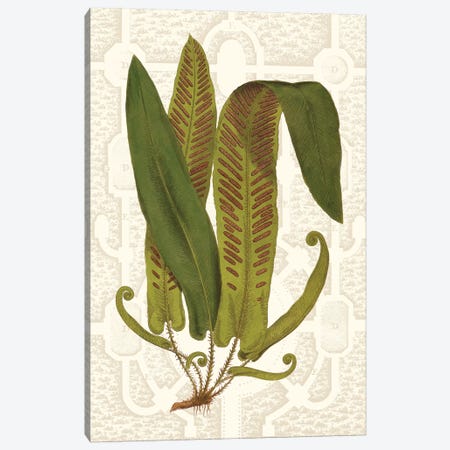 Garden Ferns I Canvas Print #VSN250} by Vision Studio Canvas Print