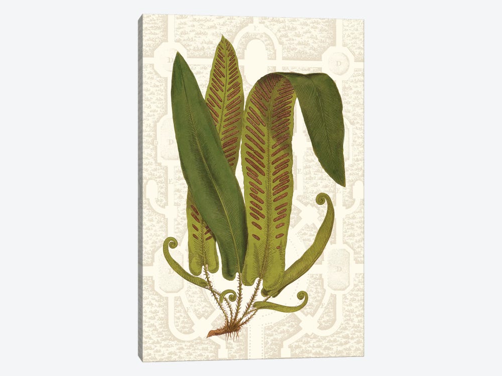 Garden Ferns I by Vision Studio 1-piece Canvas Print