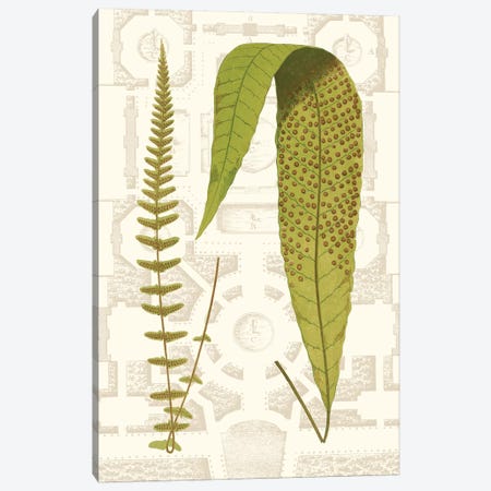 Garden Ferns III Canvas Print #VSN252} by Vision Studio Canvas Print