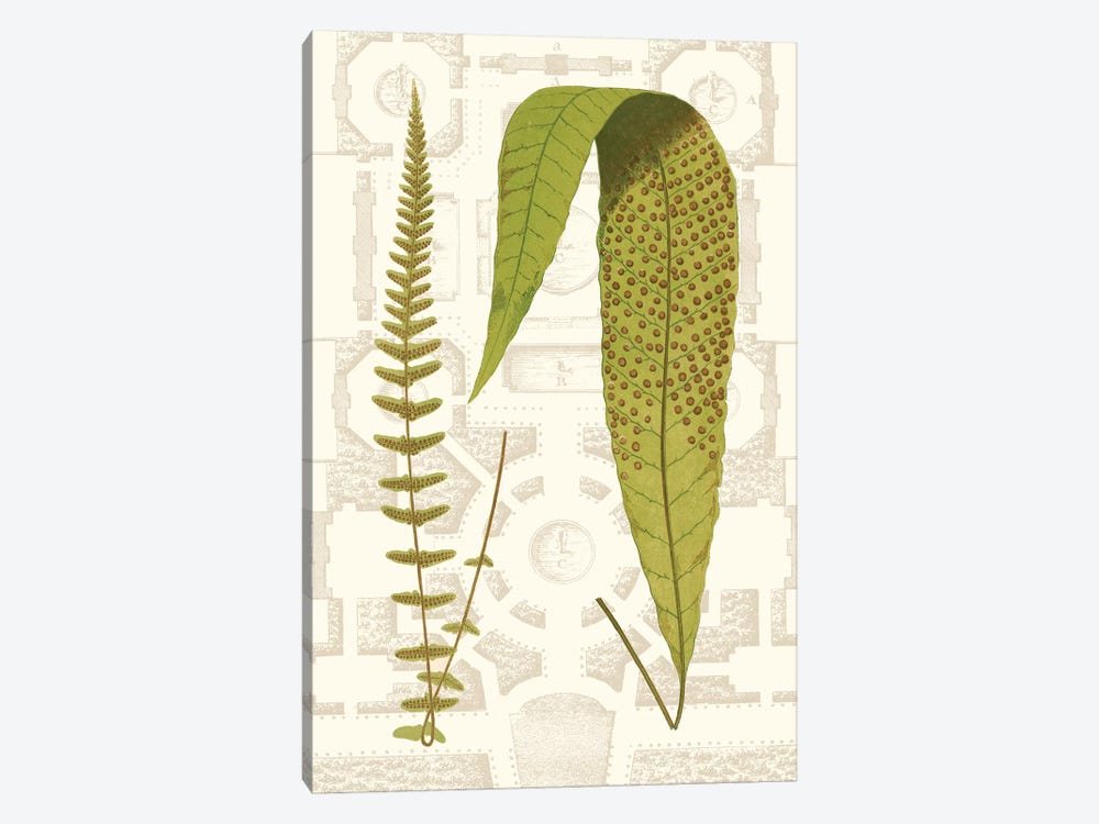 Garden Ferns III 1-piece Canvas Art Print