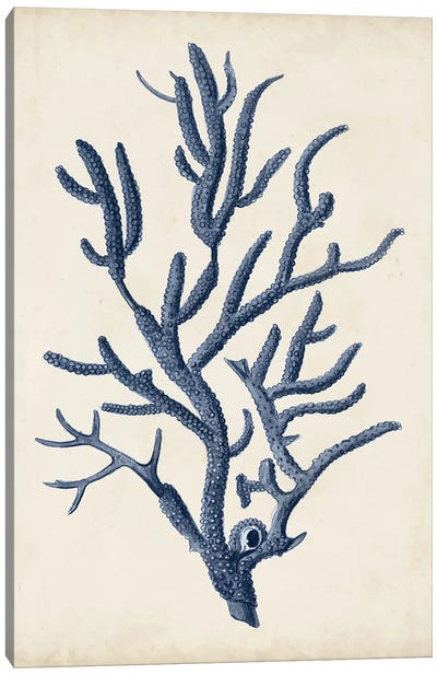 Indigo Coral IV Canvas Art Print - Coral Art