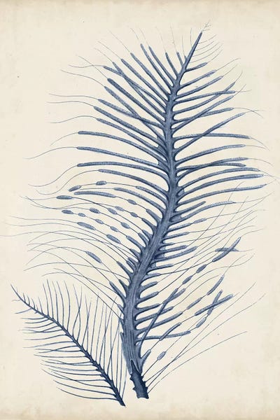 Coral: Indigo Coral V by Vision Studio