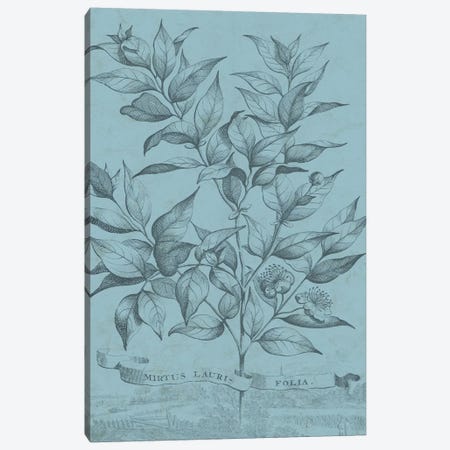 Botanical On Teal I Canvas Print #VSN309} by Vision Studio Art Print