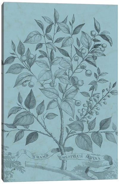 Botanical On Teal V Canvas Art Print - Vision Studio
