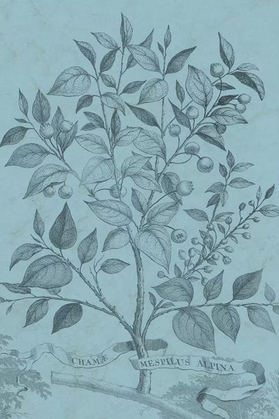 Botanical Illustrations: Botanical On Teal V by Vision Studio