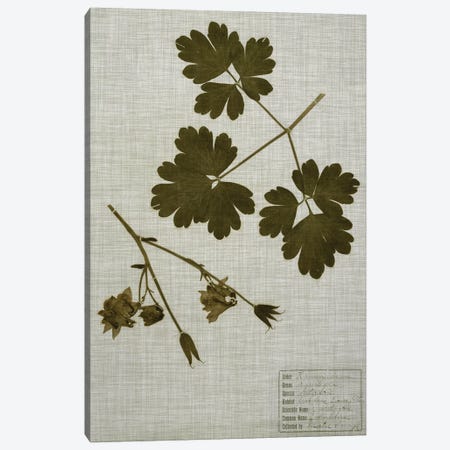 Pressed Leaves On Linen I Canvas Print #VSN355} by Vision Studio Canvas Art Print