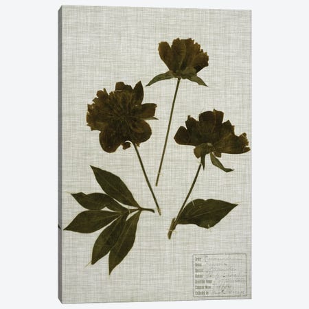 Pressed Leaves On Linen II Canvas Print #VSN356} by Vision Studio Canvas Print