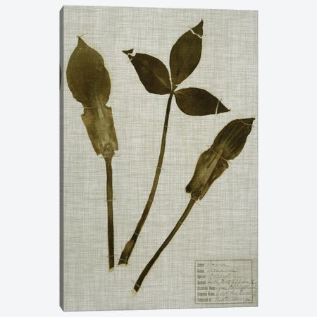 Pressed Leaves On Linen IV Canvas Print #VSN358} by Vision Studio Canvas Art