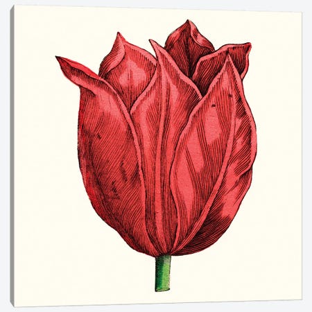 Tulip Garden II Canvas Print #VSN376} by Vision Studio Canvas Art Print