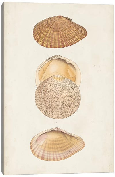 Antiquarian Shell Study I Canvas Art Print