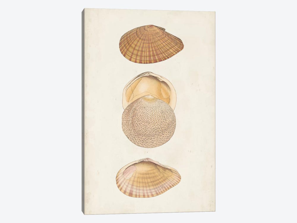 Antiquarian Shell Study I 1-piece Art Print