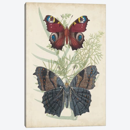 Butterflies & Ferns III Canvas Print #VSN388} by Vision Studio Canvas Art Print