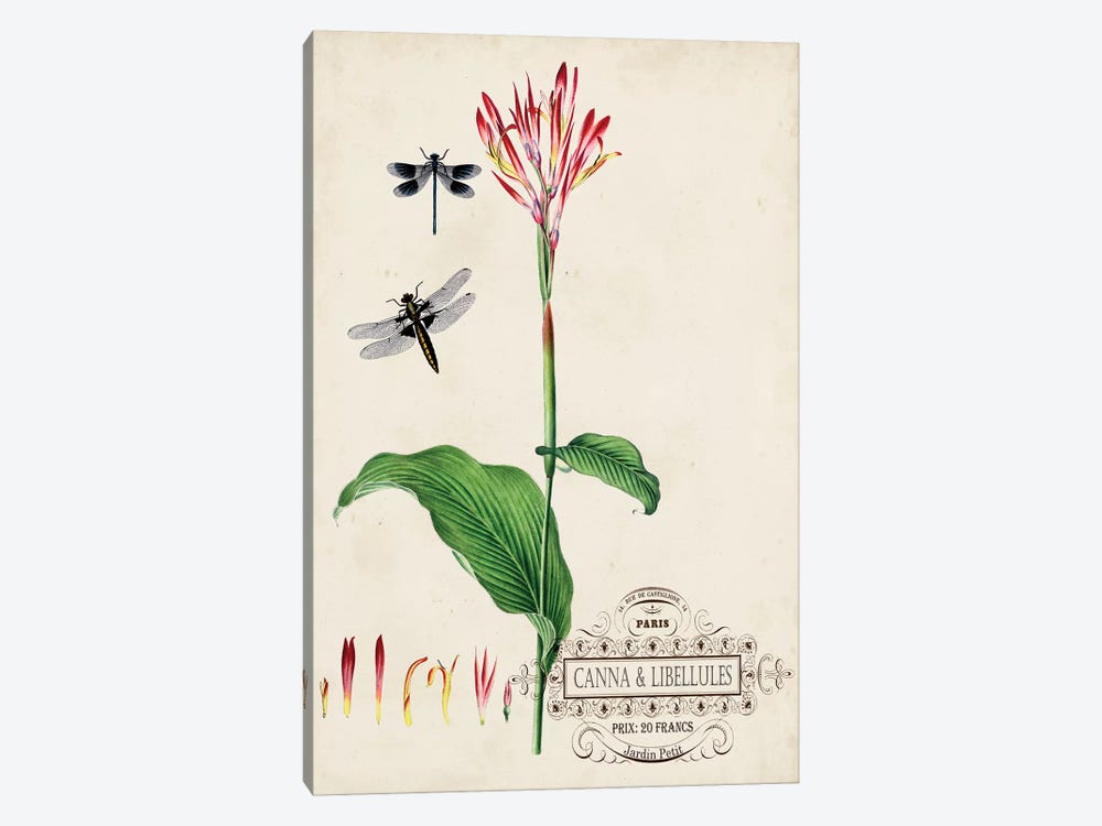 Canna & Dragonflies II by Vision Studio 1-piece Canvas Art Print