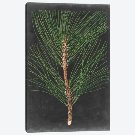 Dramatic Pine I Canvas Print #VSN396} by Vision Studio Canvas Print