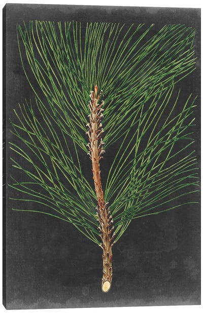 Dramatic Pine I Canvas Art Print - Rustic Winter