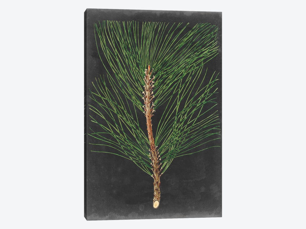 Dramatic Pine I by Vision Studio 1-piece Canvas Art