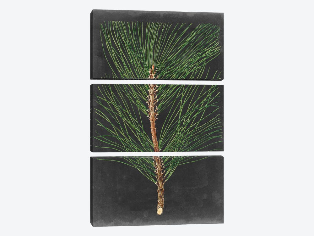 Dramatic Pine I by Vision Studio 3-piece Canvas Artwork