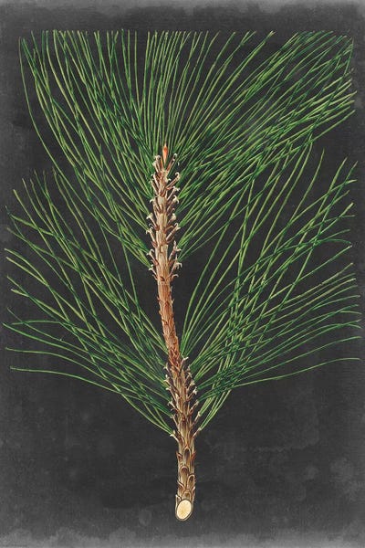 Rustic Winter: Dramatic Pine I by Vision Studio