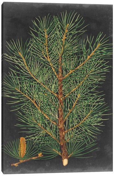 Dramatic Pine II Canvas Art Print - Rustic Winter