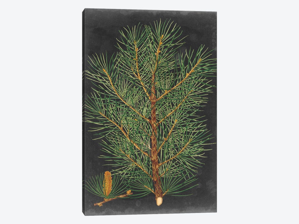 Dramatic Pine II by Vision Studio 1-piece Canvas Print