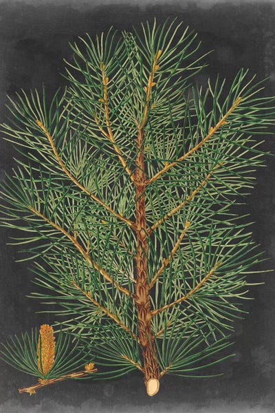 Rustic Winter: Dramatic Pine II by Vision Studio