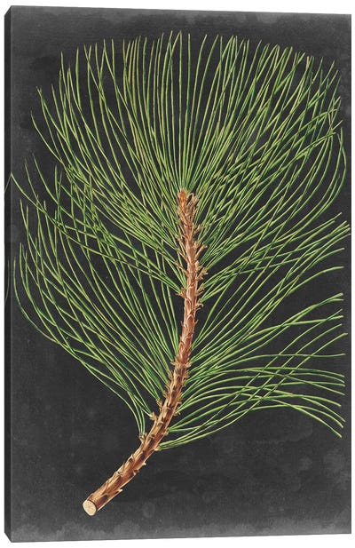 Dramatic Pine III Canvas Art Print - Rustic Winter