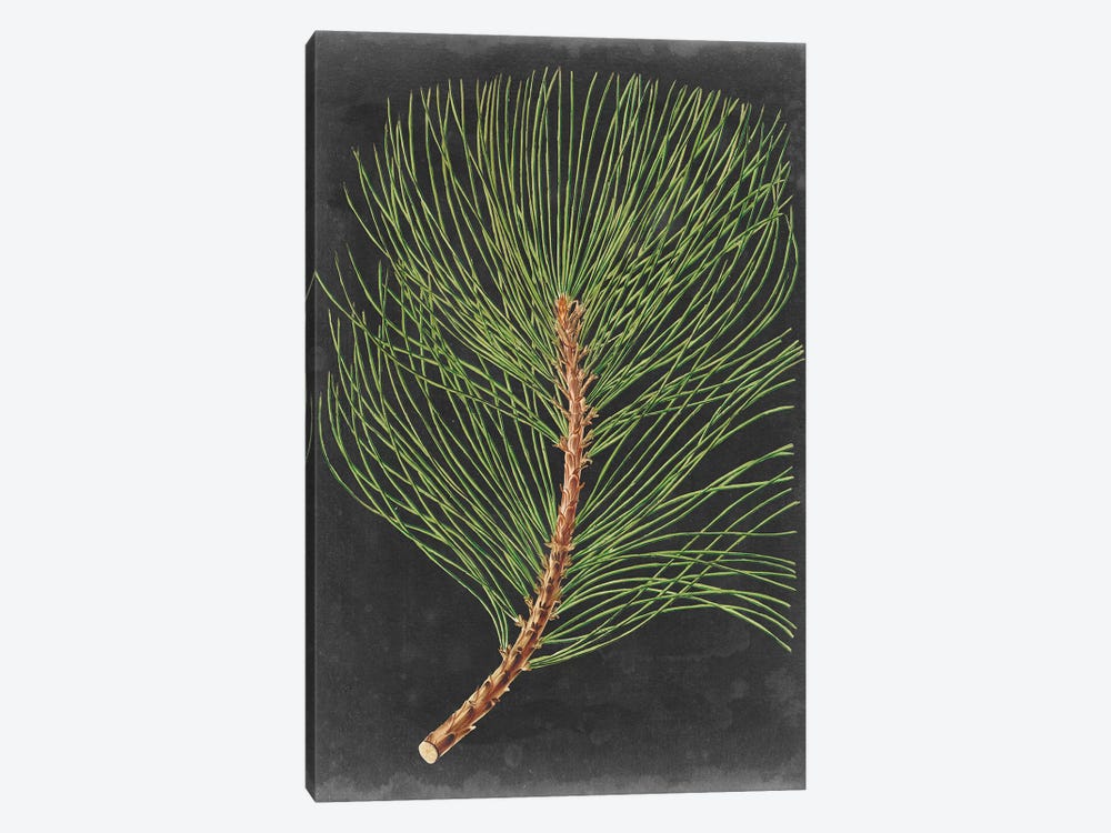 Dramatic Pine III by Vision Studio 1-piece Canvas Wall Art