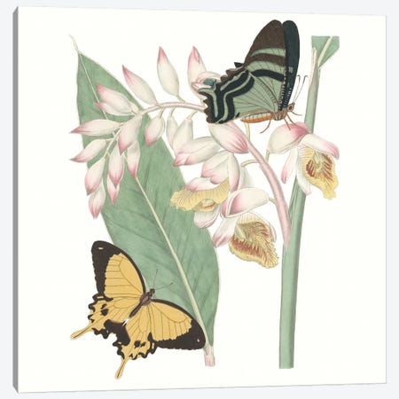 Les Papillons I Canvas Print #VSN430} by Vision Studio Canvas Print