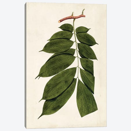 Leaf Varieties III Canvas Print #VSN475} by Vision Studio Canvas Art