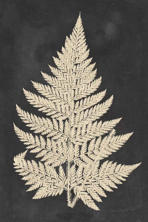 Linen Fern I