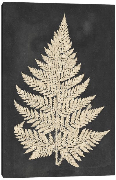 Linen Fern I Canvas Art Print - Plant Art