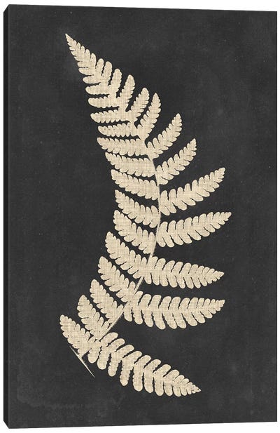 Linen Fern IV Canvas Art Print - Ferns