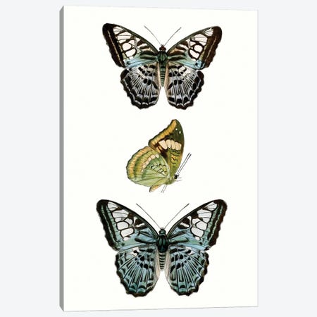 Butterfly Specimen I Canvas Print #VSN505} by Vision Studio Canvas Wall Art