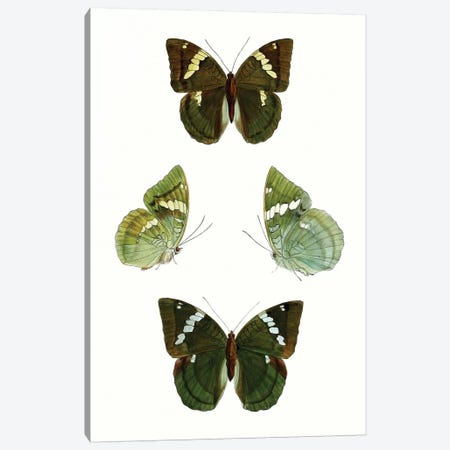 Butterfly Specimen V Canvas Print #VSN509} by Vision Studio Art Print
