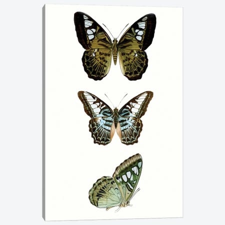 Butterfly Specimen VI Canvas Print #VSN510} by Vision Studio Canvas Wall Art