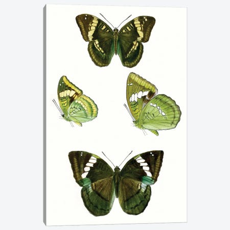 Butterfly Specimen VII Canvas Print #VSN511} by Vision Studio Canvas Wall Art