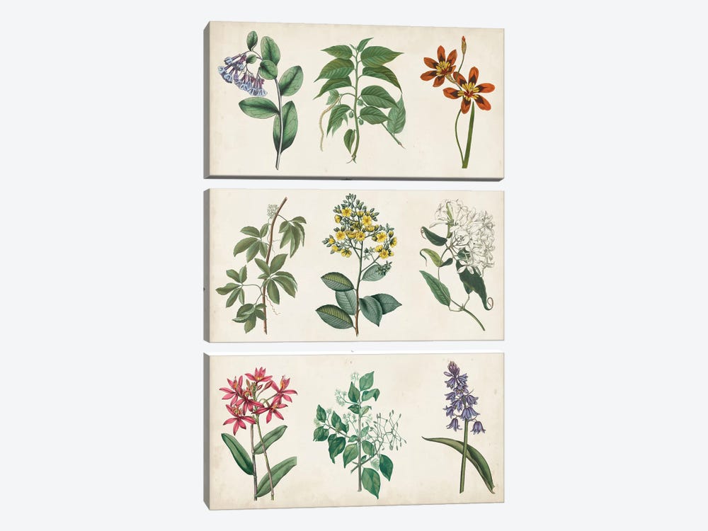 Botanical Chart I 3-piece Canvas Print