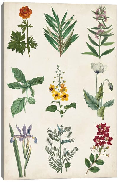 Botanical Chart II Canvas Art Print - Science