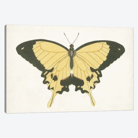 Beautiful Butterfly I Canvas Print #VSN580} by Vision Studio Canvas Print