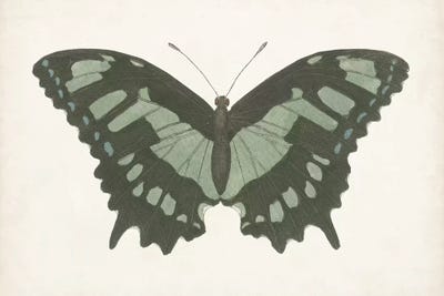 butterfly ii