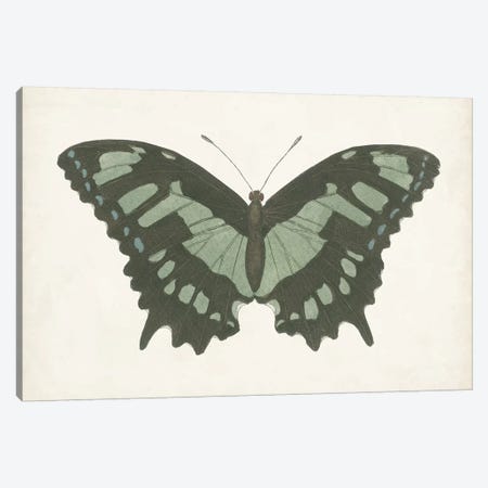 Beautiful Butterfly II Canvas Print #VSN581} by Vision Studio Canvas Print