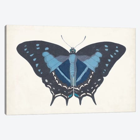 Beautiful Butterfly III Canvas Print #VSN582} by Vision Studio Art Print