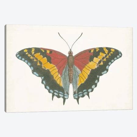 Beautiful Butterfly IV Canvas Print #VSN583} by Vision Studio Canvas Print