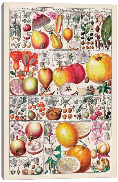 Fruit Chart Canvas Art Print
