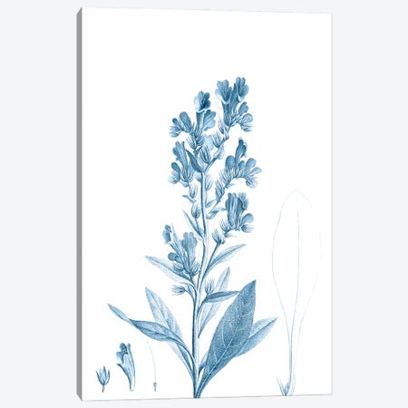 Antique Botanical in Blue III Canvas Print #VSN602} by Vision Studio Canvas Art