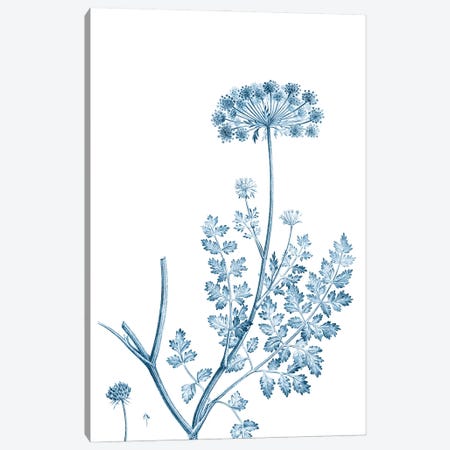 Antique Botanical in Blue V Canvas Print #VSN605} by Vision Studio Art Print