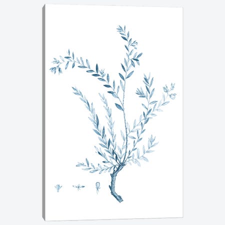 Antique Botanical in Blue VII Canvas Print #VSN607} by Vision Studio Canvas Art Print